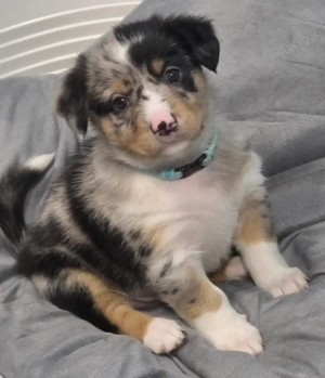 Australien Sheperd Mix Welpen