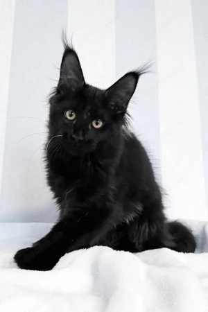 Blitzadoption: 5 wunderschöne Maine-Coon-Kätzchen (3 Monate alt)
