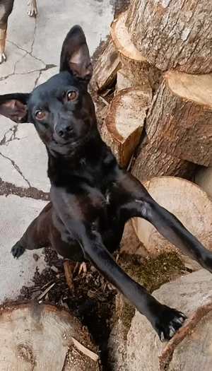 Buffy - schaut euch das tolle Mädchen an