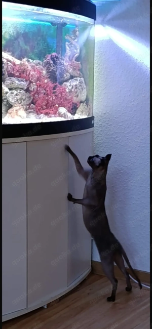 Sphynx Katze zu verkaufen