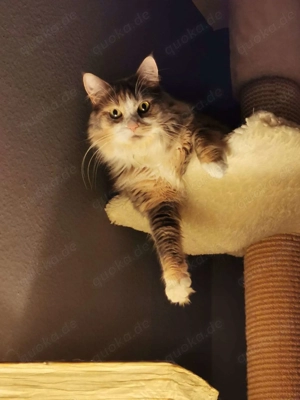 Liebevolles Zuhause für Wohnungskatze Emma gesucht