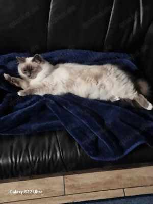 Heilige Birma Katze (weiblich) abzugeben   Seal Point