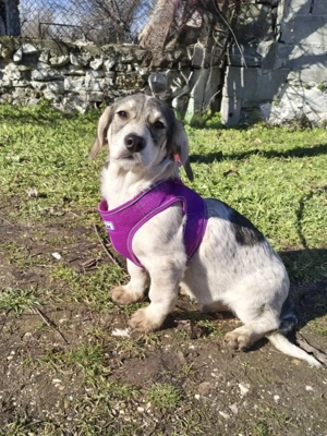 Karam sucht ein Körbchen 