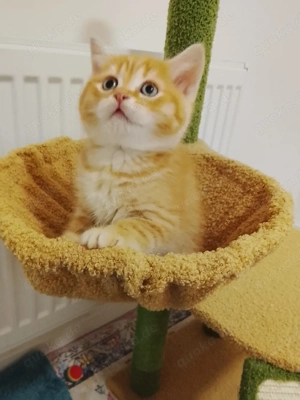 britisch Kurzhaar kater