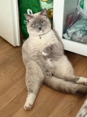    Ragdoll   Deckkater in Kiel Bild 2