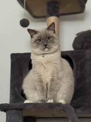    Ragdoll   Deckkater in Kiel Bild 3