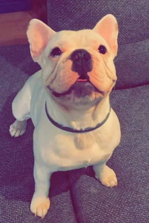 Französische Bulldogge Blanco Reinrassig 