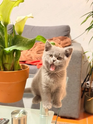 BKH Kitten zu verkaufen