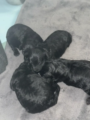 Toypudel Welpen Bild 9