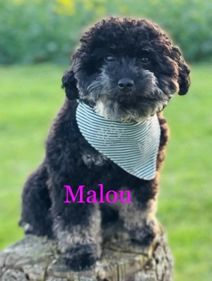 Toypudel Welpen Bild 10