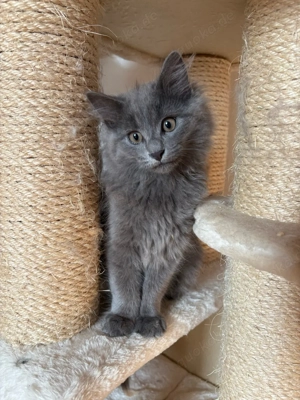 Maine-Coon BKH-Mix Kater abzugeben