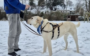 Gandalf - ein neuer Teil deiner Familie?