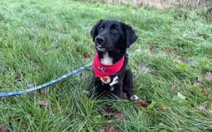 Odie wartet auf sein Zuhause