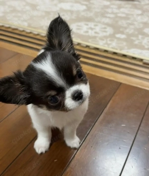 Niedlicher Chihuahua sucht ein neues Zuhause