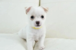 entzückende Welpen zur Adoption 