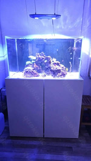 Meerwasser Aquarium Nyos Opus 300 G2 mit hochwertiger Technik und Besatz