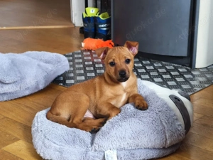 Jack Russell  Prager Rattler  Mischlingswelpen