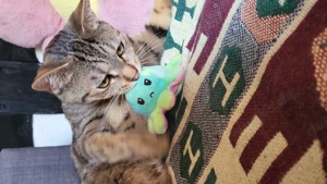 Ekh Kater getiegert, 1 Jahr alt Bild 4