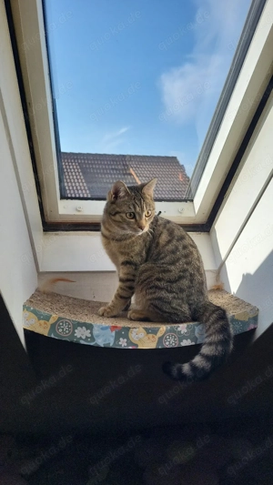 Ekh Kater getiegert, 1 Jahr alt Bild 5