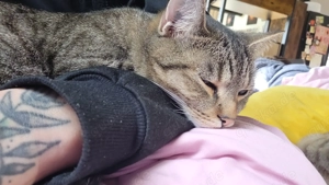 Ekh Kater getiegert, 1 Jahr alt Bild 2