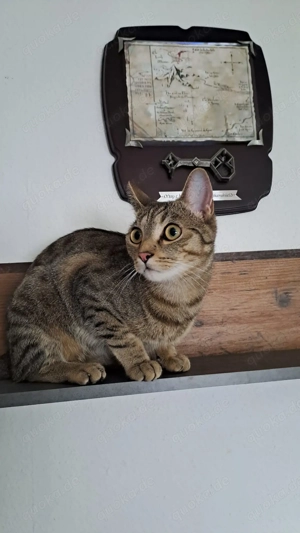 Ekh Kater getiegert, 1 Jahr alt Bild 3