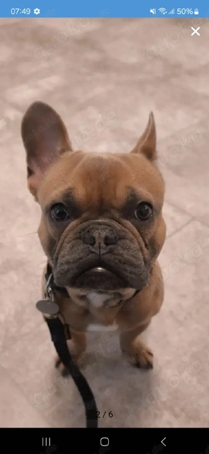 Französische Bulldogge Rüde 1 Jahr 