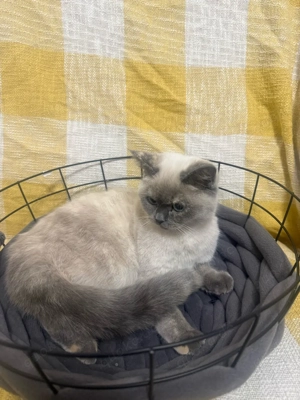 Junge, verschmuste BKH Siam Mix Katze in gute Hände abzugeben