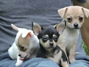 Chihuahua Welpen 