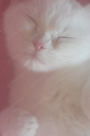 Kätzchen weiß in liebevolle Hände abzugeben. 