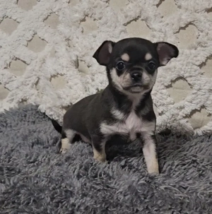 Reinrassiger Chihuahua Rüde in black tan Kurzhaar 