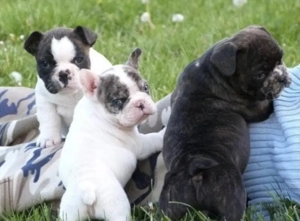  Süßer Bolonka Zwetna Welpen Rüde und Hündin mit Ahnentafel sucht ein liebevolles Zuhause