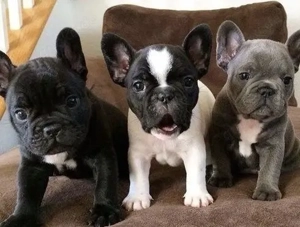 Zuckersüße Französische Bulldoggen Welpen mit Ahnentafel