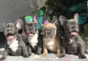 Zuckersüße Französische Bulldoggen Welpen mit Ahnentafel