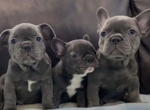Französische Bulldoggen Welpen suchen ein schönes Zuhause
