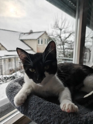 Weibliche Katzen zu verkaufen