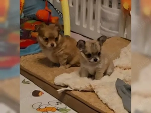 Apollo Chihuahua LH Schoko-fawn-sable