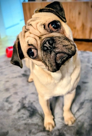 Mops Rüde 14 Monate alt kastriert