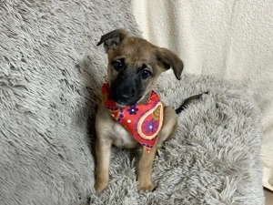 Chip-Nr. 273268 - Welpin - Ich bin welpentypisch lieb, aktiv und neugierig