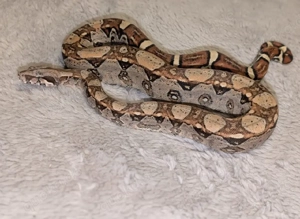 1.0 Boa constrictor RLT het VPI 