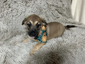 Chip-Nr. 256522 - Welpe - Der kleine Hundemann wartet sehnsüchtig auf ein Ticket ins Familienleben