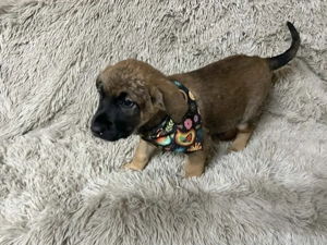 Chip-Nr. 256900 - Welpe - Ich bin lieb, neugierig und fröhlich unterwegs