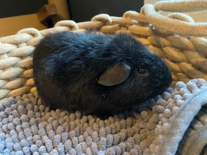 Rex-Meerschweinchen Jungtiere