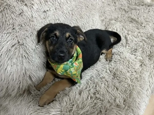 Welpe *JAVID* Der kleine Hundemann wartet auf ein Ticket ins eigene Familienleben