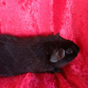 Junges Meerschweinchen  Böckchen