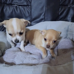 Chihuahua Welpen 