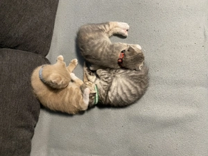 Babykatzen zu verkaufen