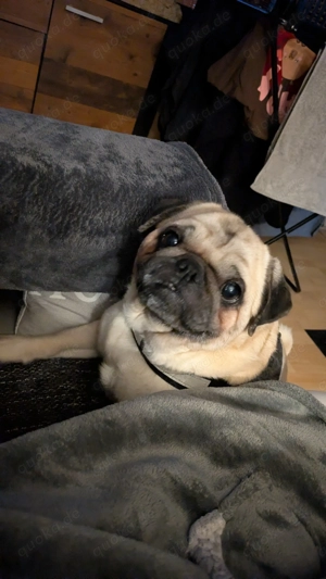 Mops Rüde 6 Jahre alt ,