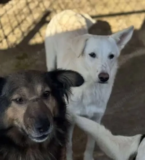 Hundemädchen Claire sucht einfühlsames Zuhause Bild 3