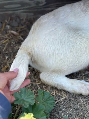 Hundemädchen Claire sucht einfühlsames Zuhause Bild 5