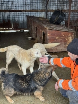 Hundemädchen Claire sucht einfühlsames Zuhause Bild 2